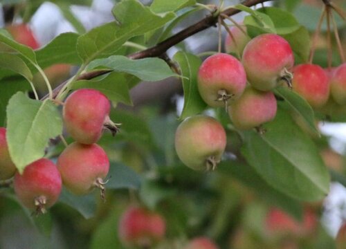 八棱海棠几年结果实