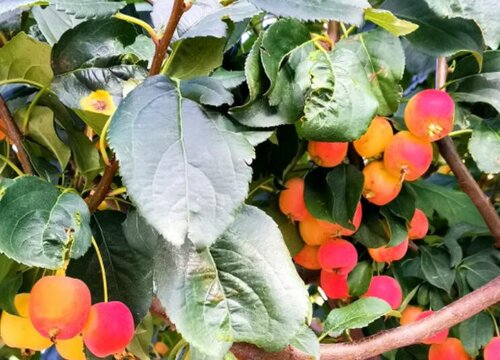 八棱海棠几年结果实