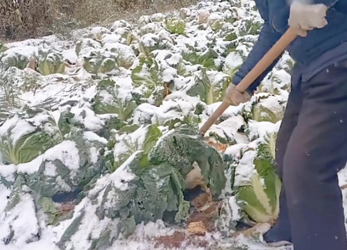 白菜能否用塑料布盖以防冻死