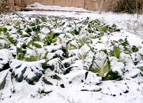 白菜能否用塑料布盖以防冻死