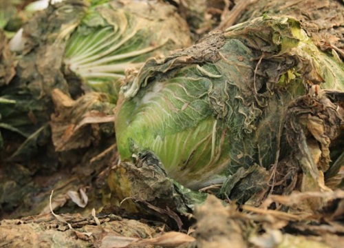 白菜能否用塑料布盖以防冻死