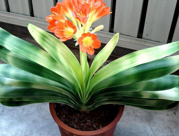 君子兰适合用什么土和盆