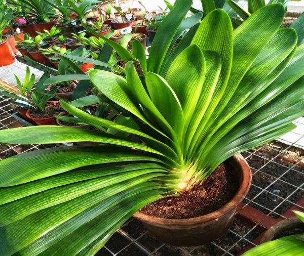 君子兰适合用什么土和盆