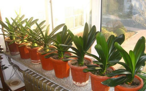 君子兰适合用什么土和盆