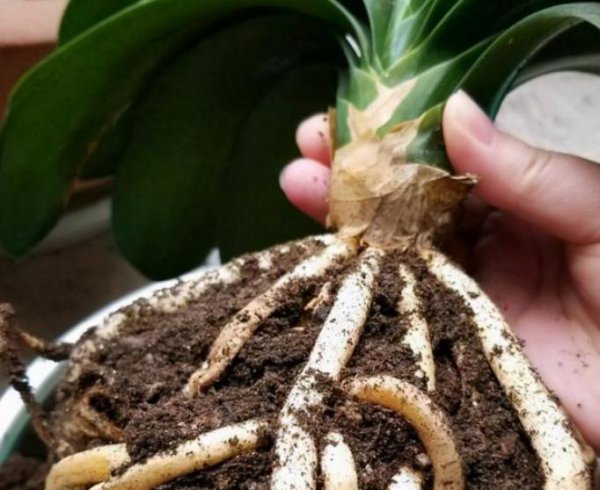 君子兰适合用什么土和盆