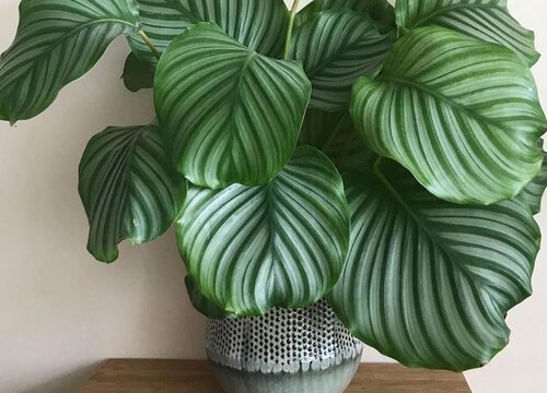 苹果竹芋适合家里养吗