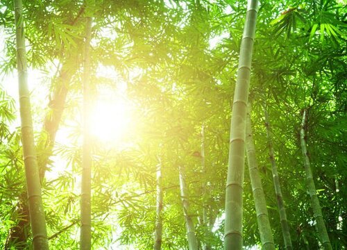 竹子是树还是草