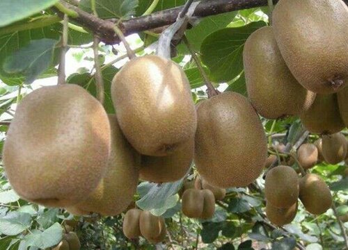 猕猴桃是热带水果吗