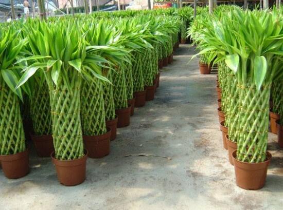 富贵竹千万不要放在卧室