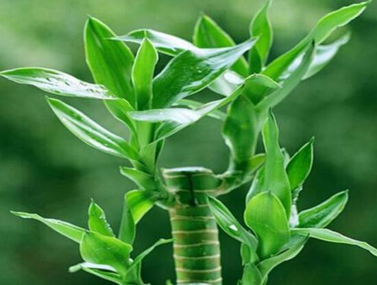 富贵竹千万不要放在卧室