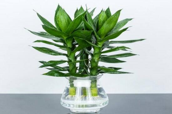 富贵竹千万不要放在卧室