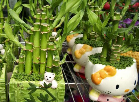 富贵竹千万不要放在卧室