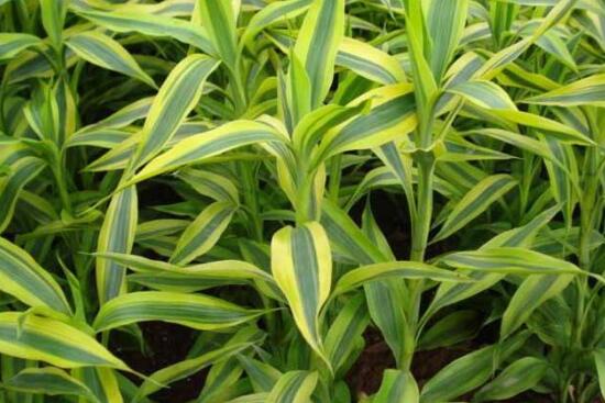 富贵竹千万不要放在卧室