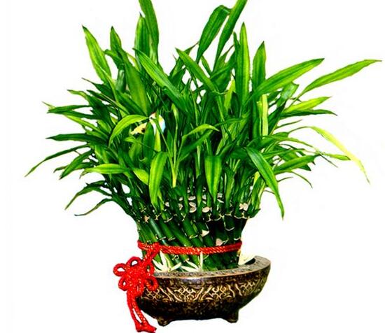 富贵竹千万不要放在卧室