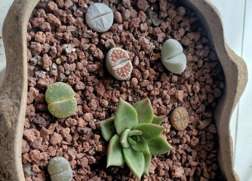 生石花怎么配土