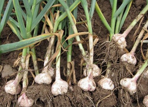 大蒜什么品种最好又高产