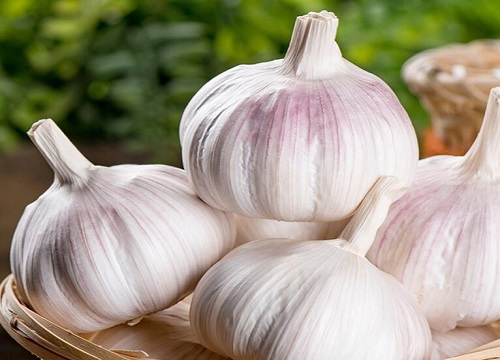 大蒜什么品种最好又高产