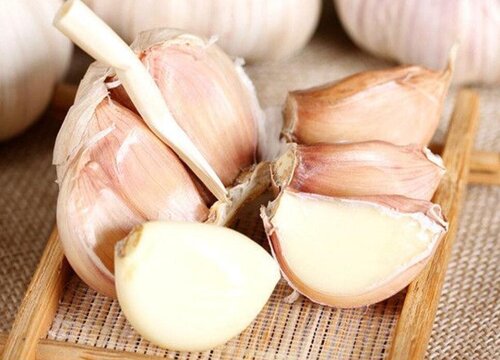 大蒜什么品种最好又高产