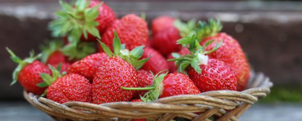 广东什么季节适合种植草莓