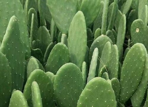 仙人掌养多久开花结果