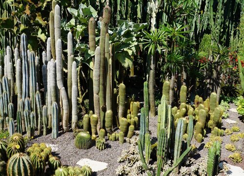 仙人掌养多久开花结果