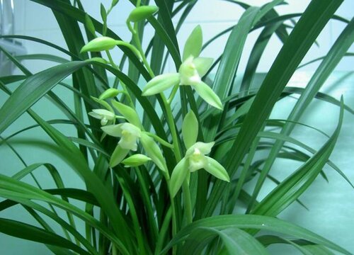 如何为兰花自制磷肥令其开花时间更长