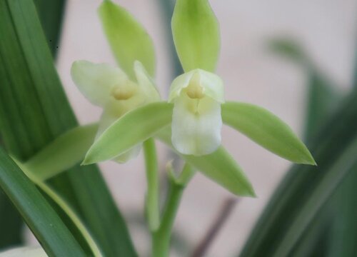 如何为兰花自制磷肥令其开花时间更长