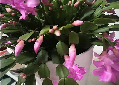 蟹爪兰开花后怎么进行养护