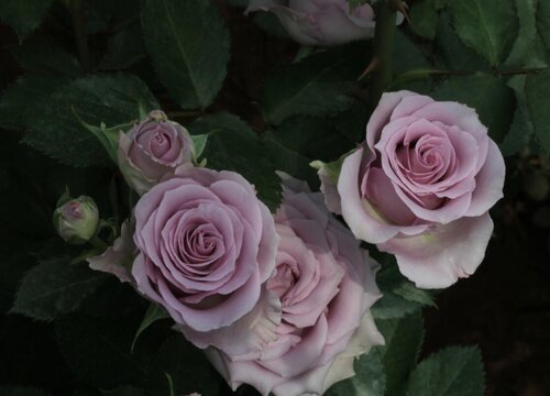 男人送紫色玫瑰代表什么意思