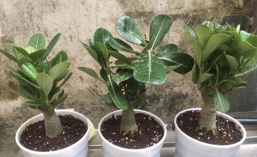 沙漠玫瑰剪下的枝条怎么扦插