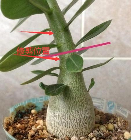 沙漠玫瑰剪下的枝条怎么扦插