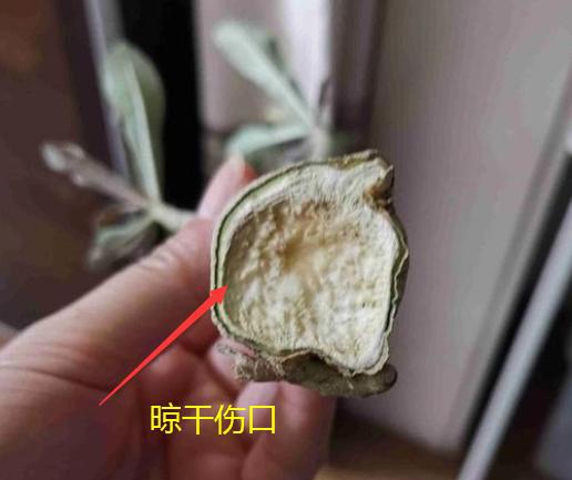 沙漠玫瑰剪下的枝条怎么扦插