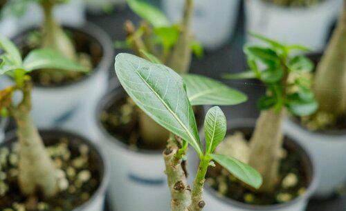 沙漠玫瑰剪下的枝条怎么扦插