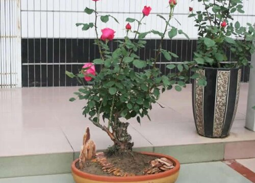 嫁接月季花用什么砧木最好