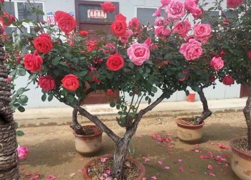 嫁接月季花用什么砧木最好