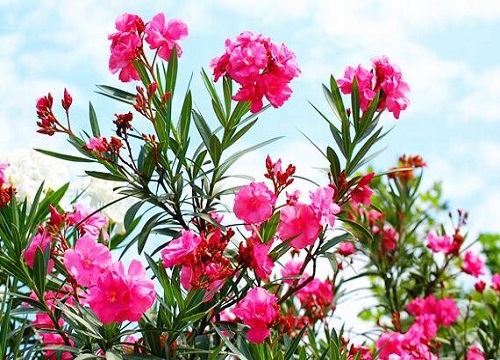 夹竹桃花有毒吗