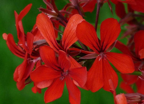 天竺葵叶片焦黄干枯如何预防