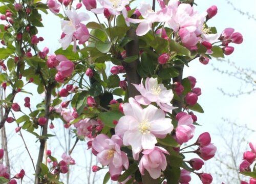 海棠炭疽病的发病原因及治疗方法