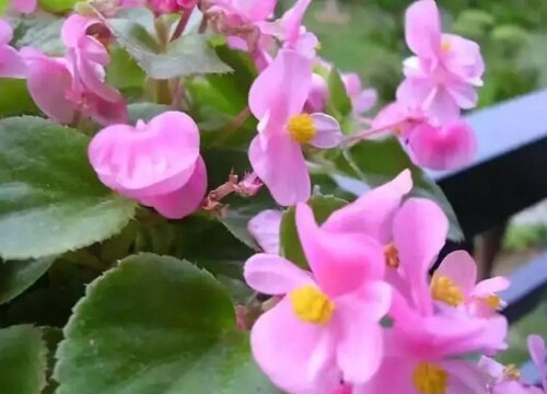 海棠炭疽病的发病原因及治疗方法