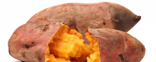 地瓜发芽了还可以吃吗