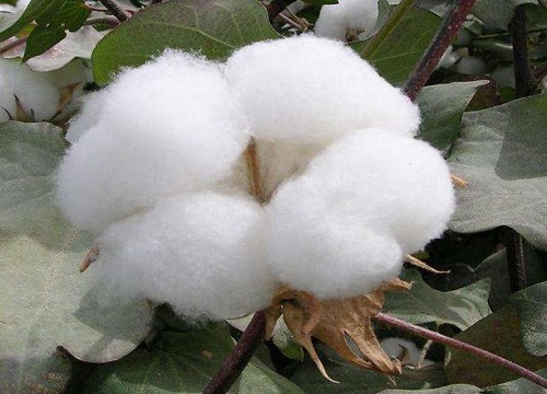 棉花生长在哪里