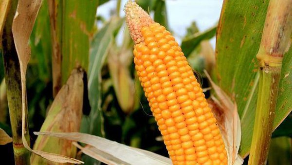 玉米秃尖特别严重怎么回事