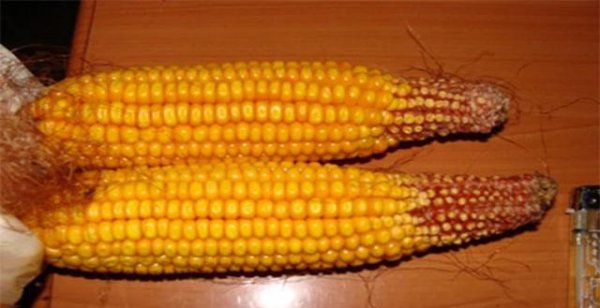 玉米秃尖特别严重怎么回事