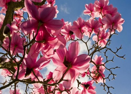 木兰花总掉叶是什么原因