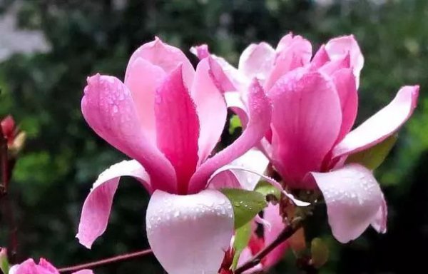 木兰花总掉叶是什么原因