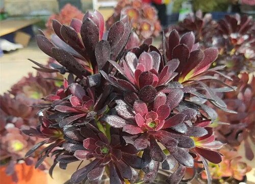 4月养多肉黑法师有几个错误动作