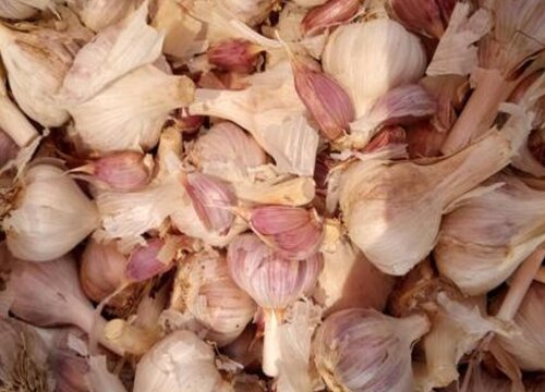 预测2023年大蒜行情分析