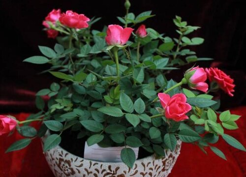 盆栽花卉如何养护成活率高