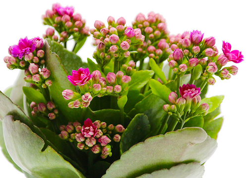 长寿花根系不发达怎么办