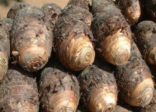 芋头烂了切掉还能吃吗